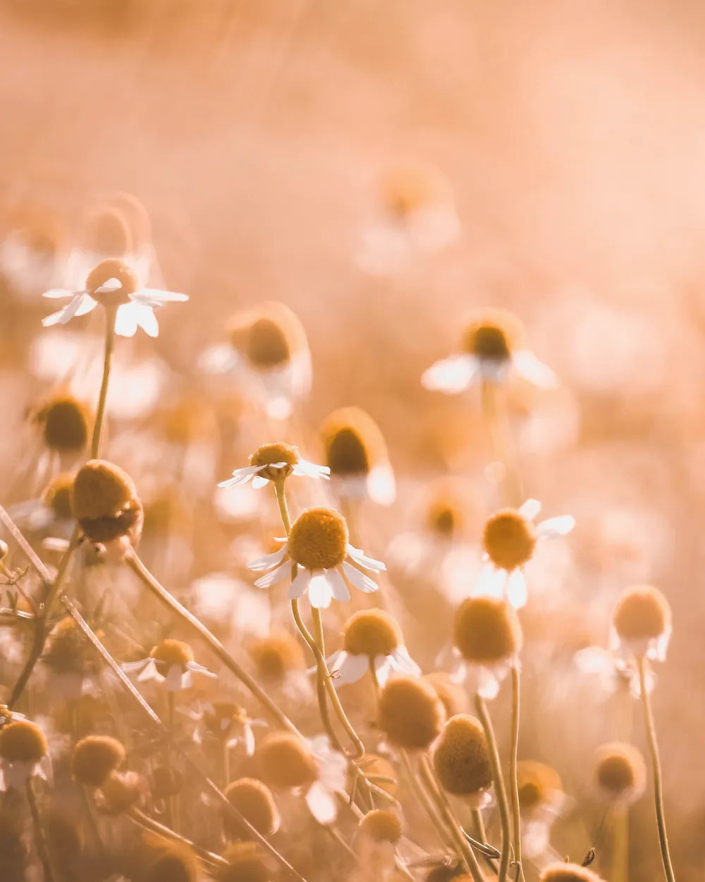 Chamomile flowers in a field at sunset