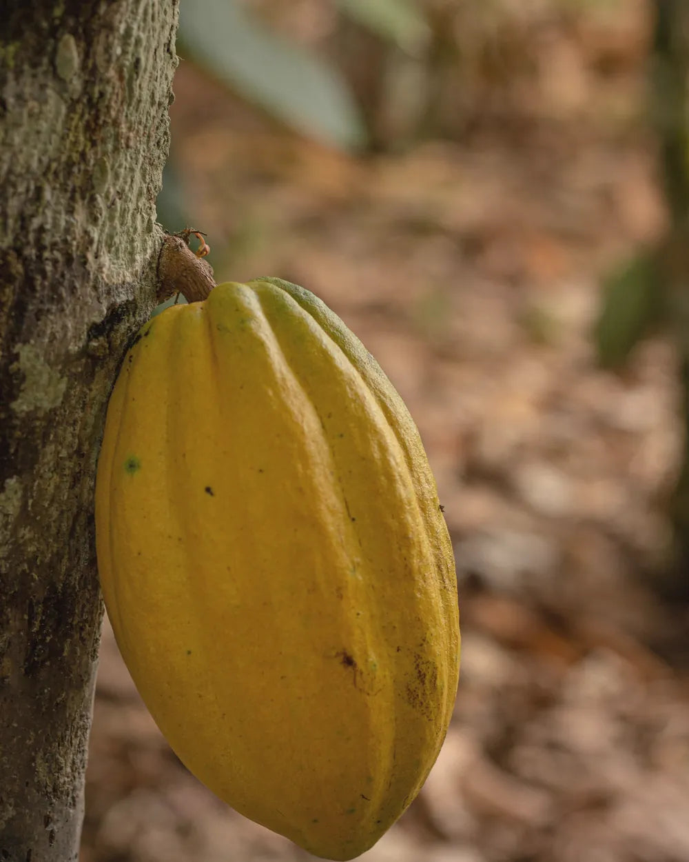 A ripe cacao pod growing on the tree