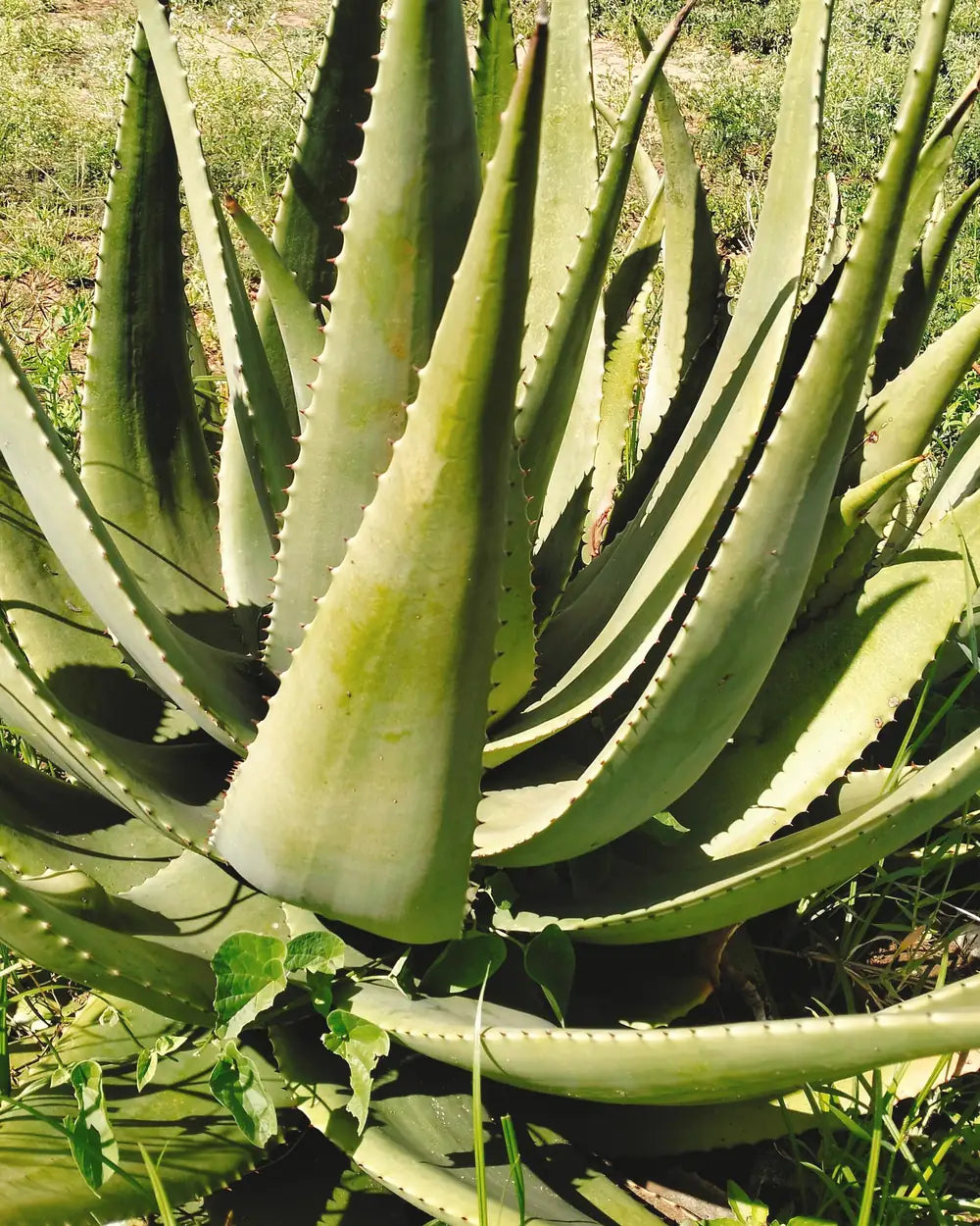 An aloe vera plant growing outdoors