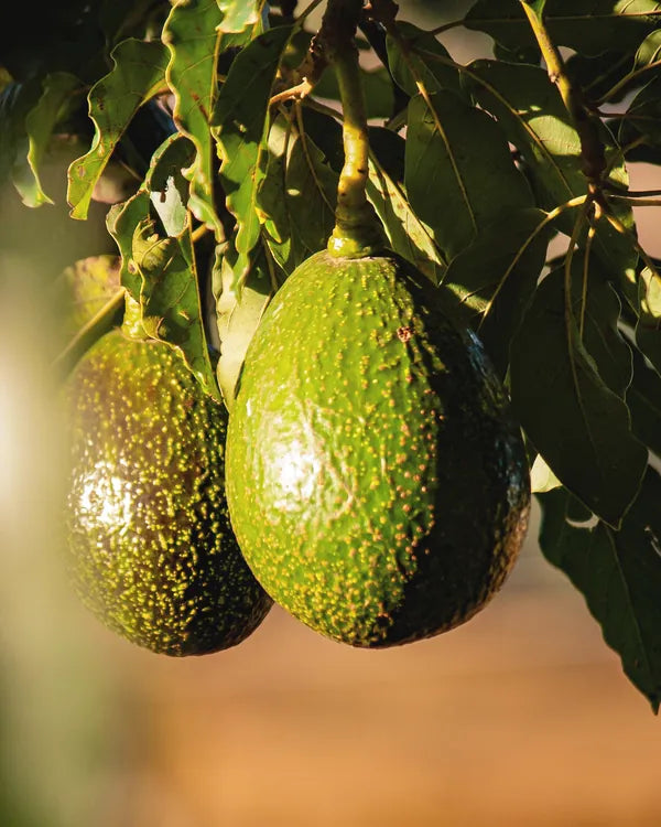 Avocados ripening on the tree in late sunlight
