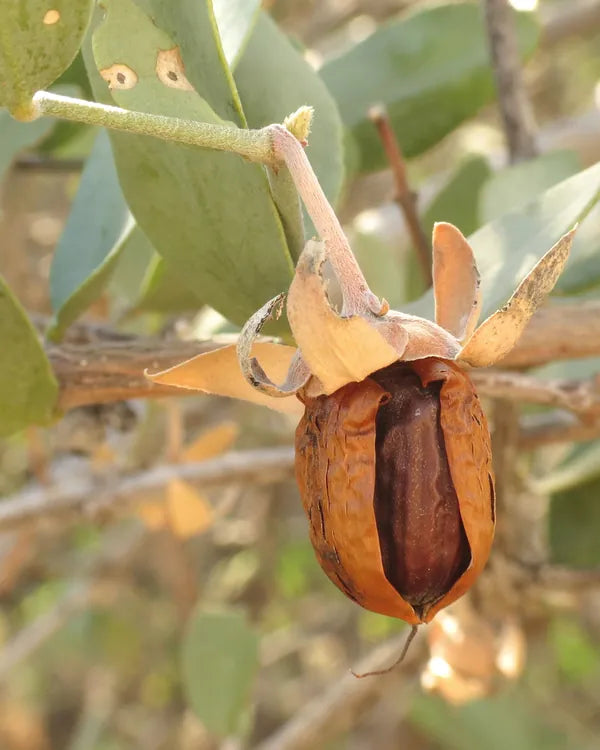 An opened jojoba seed pod on the plant