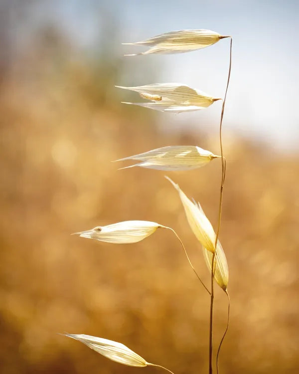 Golden oat stems in soft sunlight