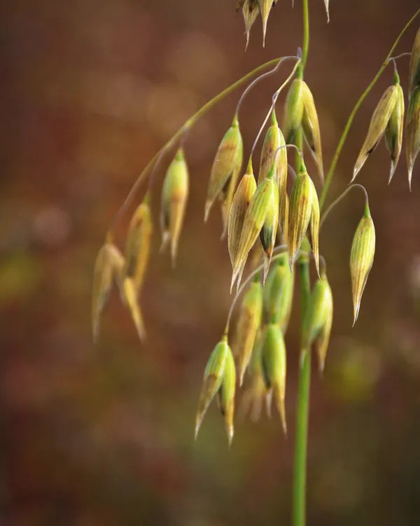 Green oats ripening on the stem