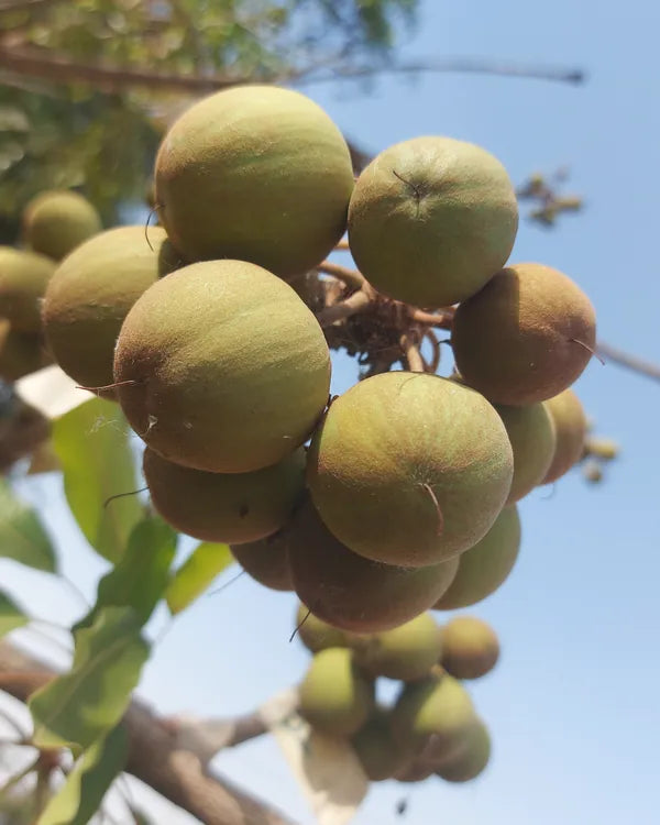 Shea fruit growing on the tree