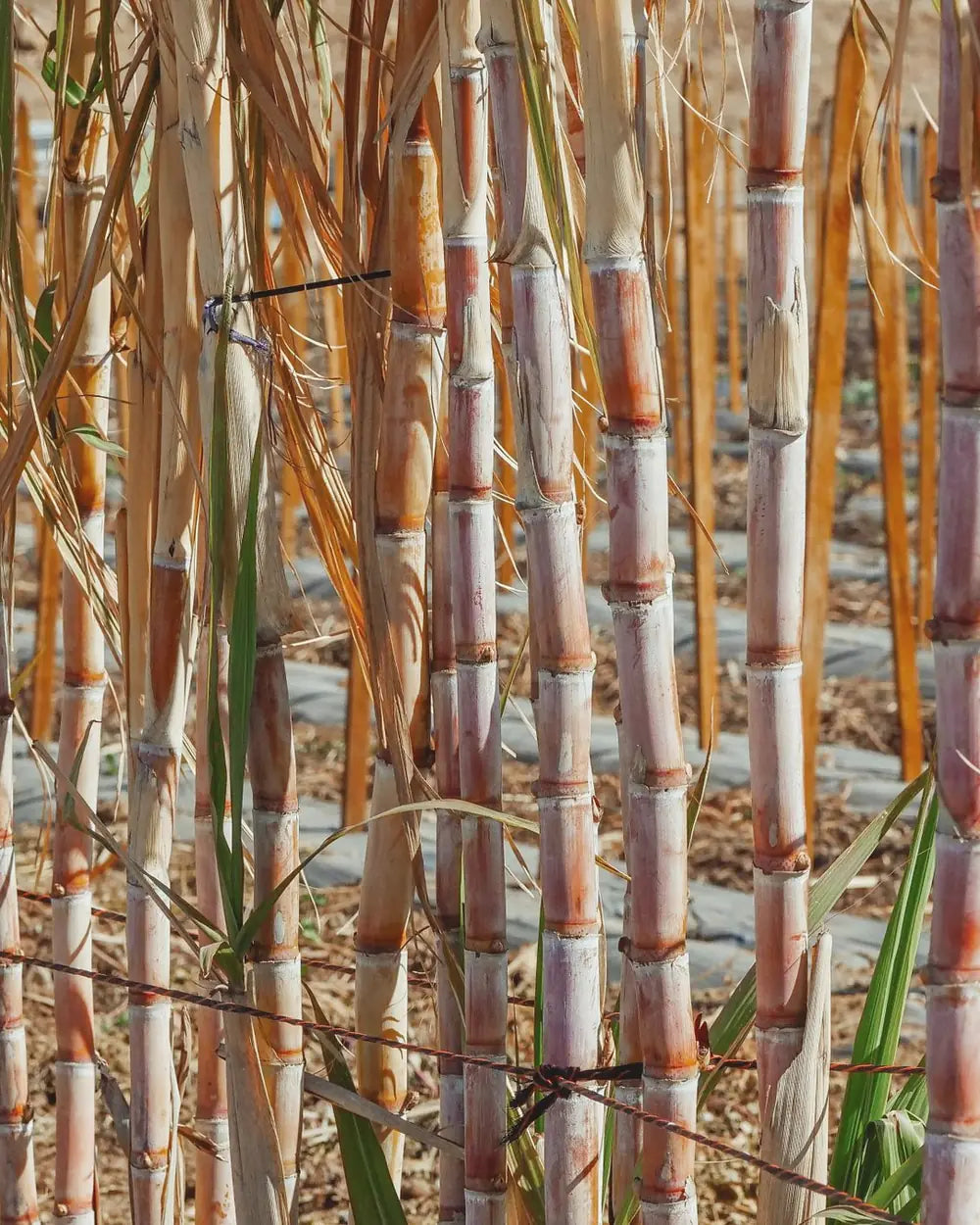 Sugar cane growing in the field