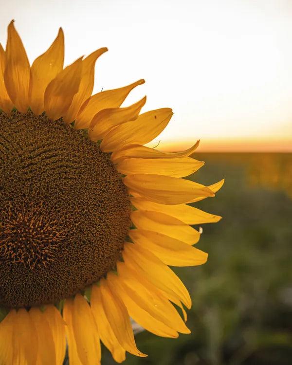 A sunflower in the evening sun